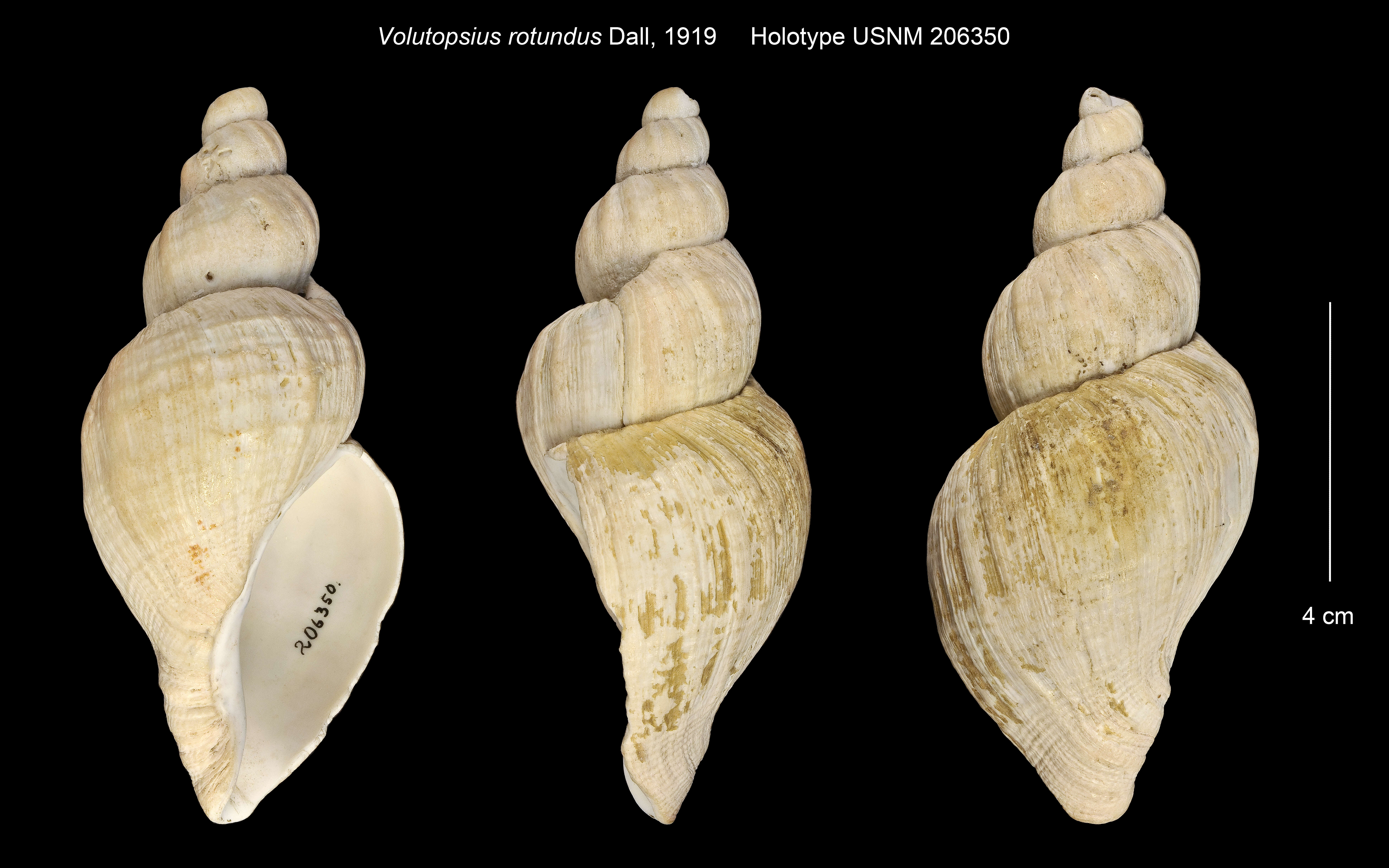 Слика од Volutopsius rotundus Dall