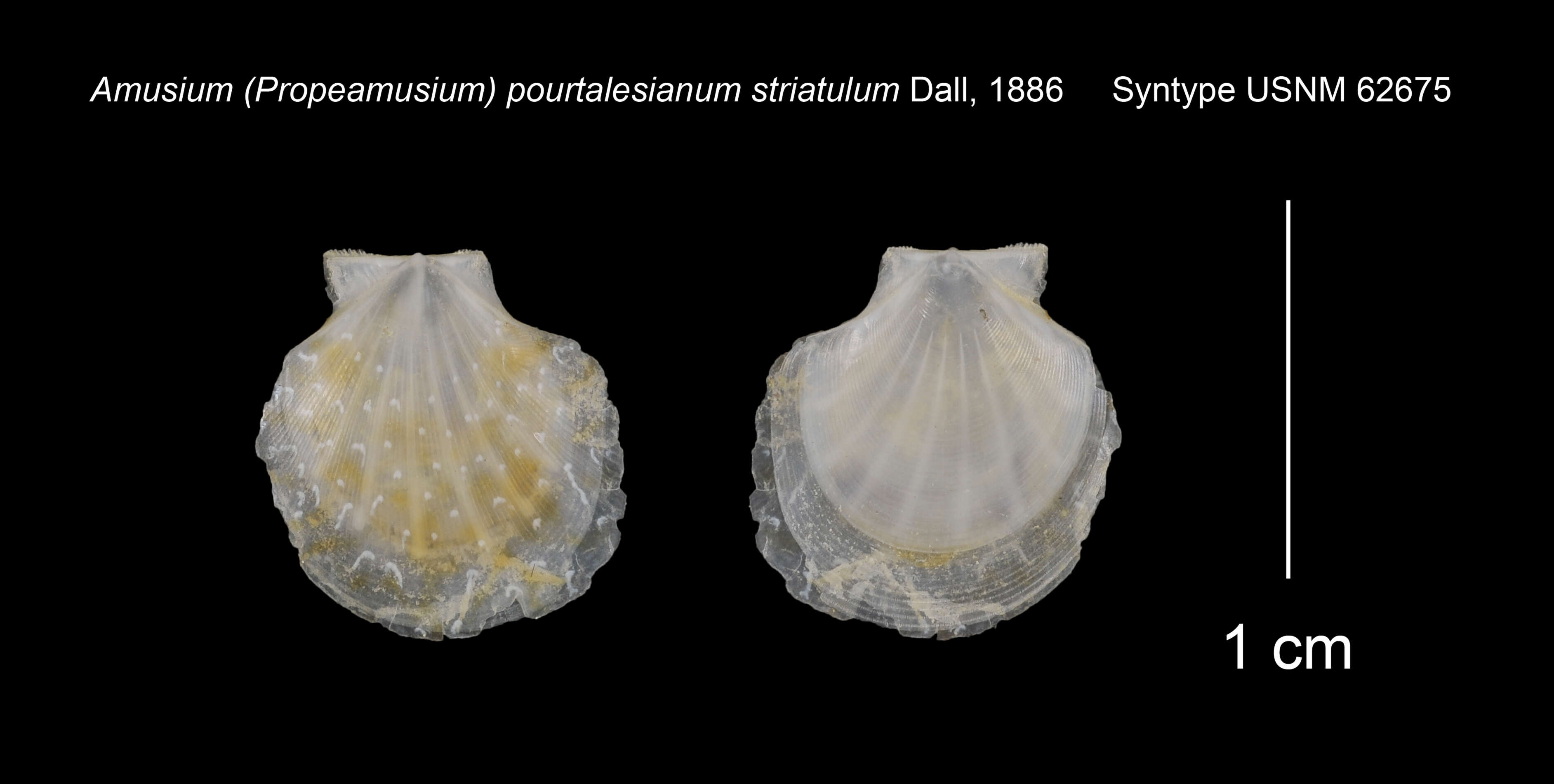 Слика од <i>Amusium pourtalesianum</i> var. <i>striatulum</i> Dall 1886