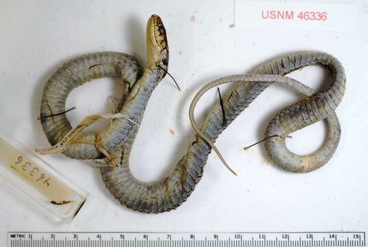 Image of Thamnophis errans H. M. Smith 1942