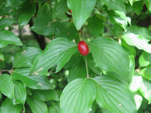 Image of Cornelian cherry dogwood