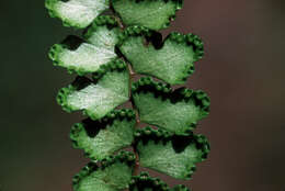 Image of Border Parsley Fern