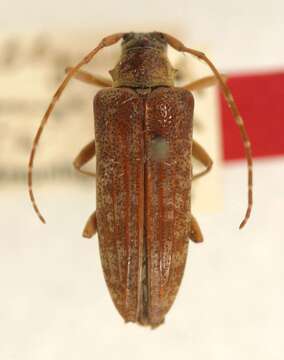 Слика од Amblymora elongata Breuning 1943