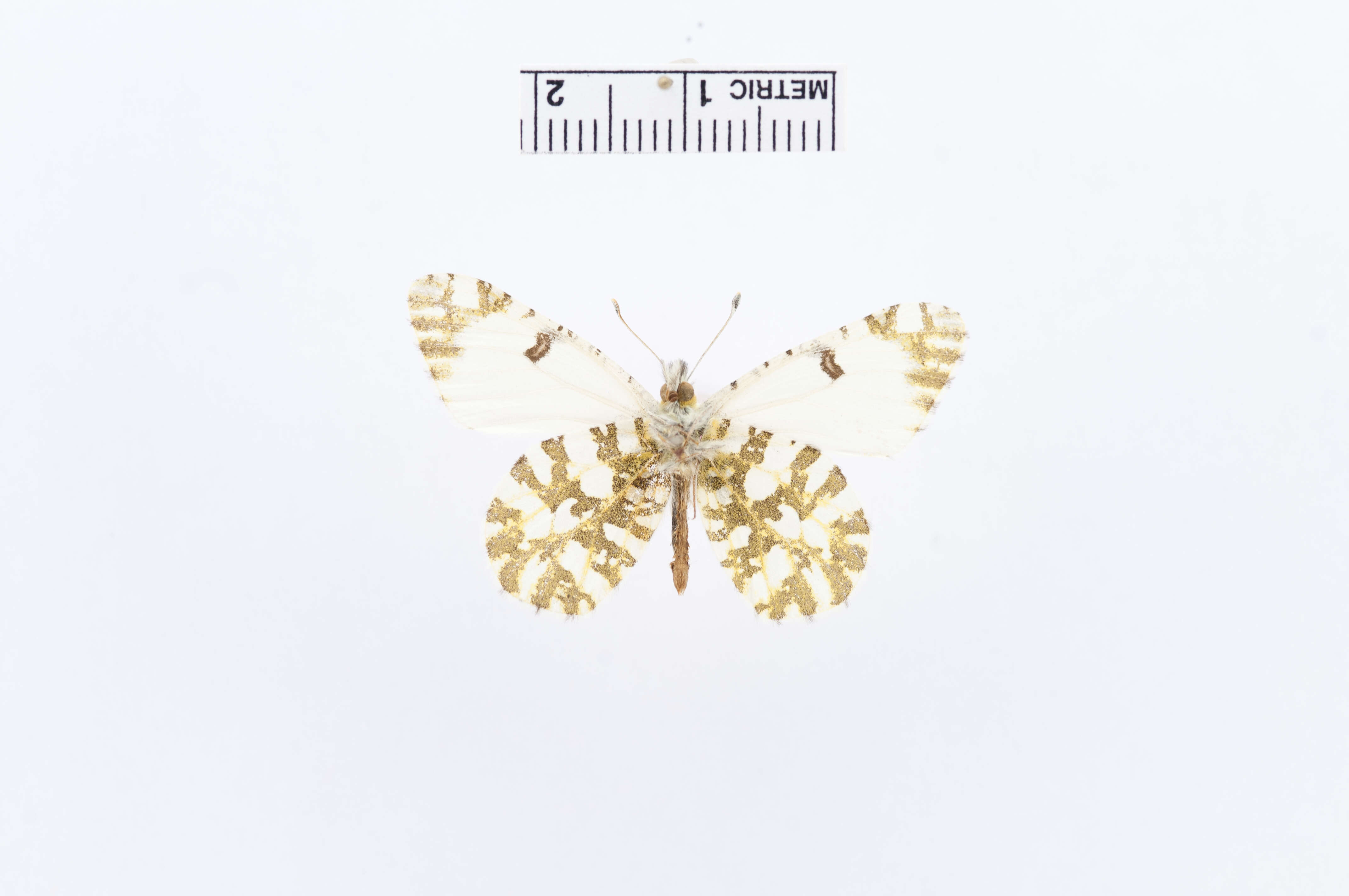 Image of <i>Euchloe belia</i>