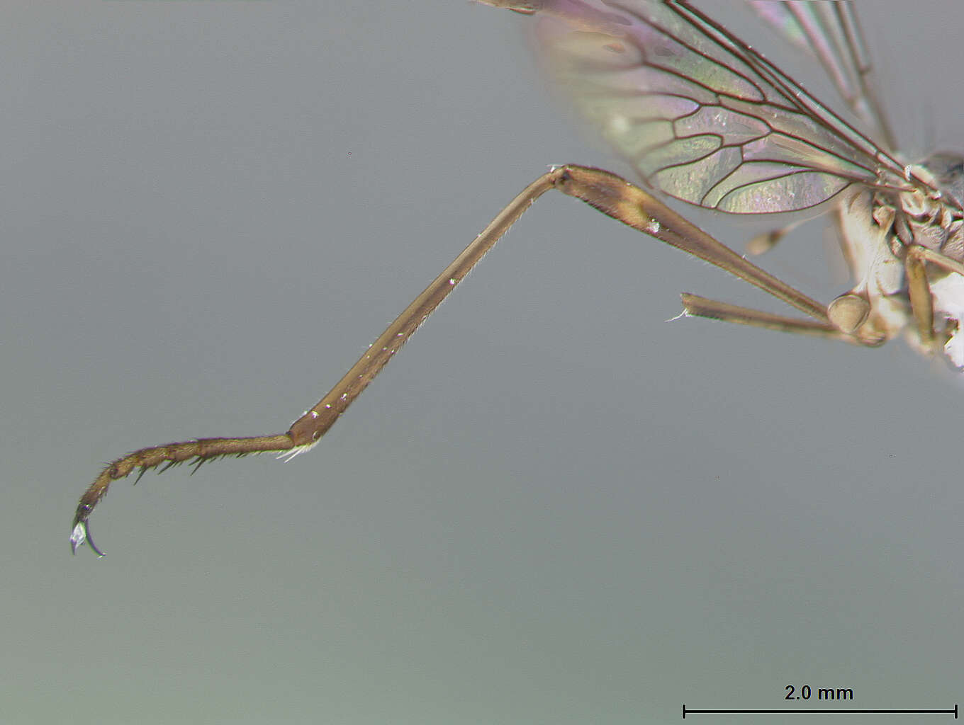 Image of Leptogaster lineatus Scarbrough 1996