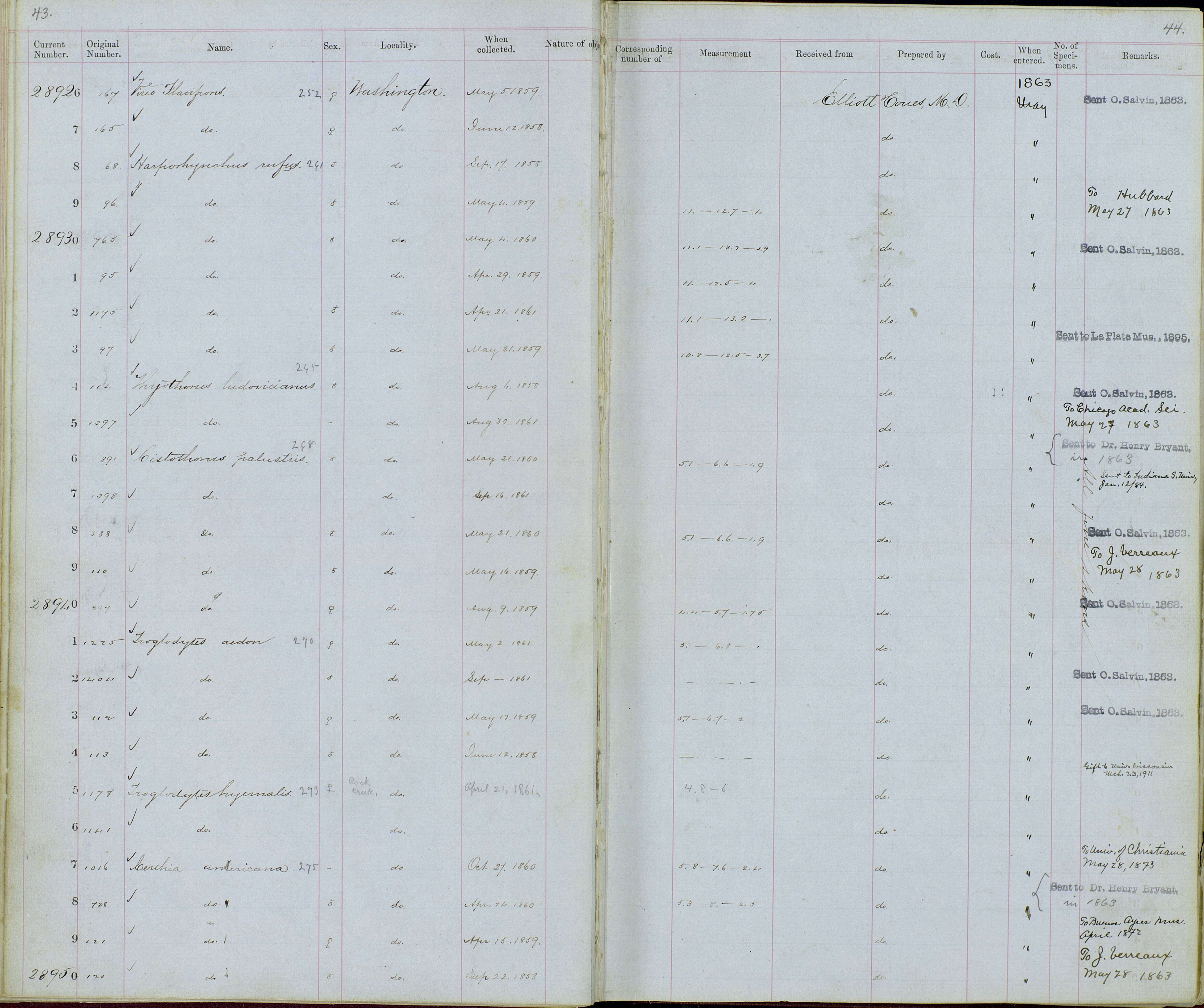 Слика од Troglodytes aedon aedon Vieillot 1809