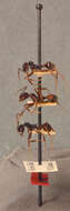 Image of Aphaenogaster relicta Wheeler & Mann 1914