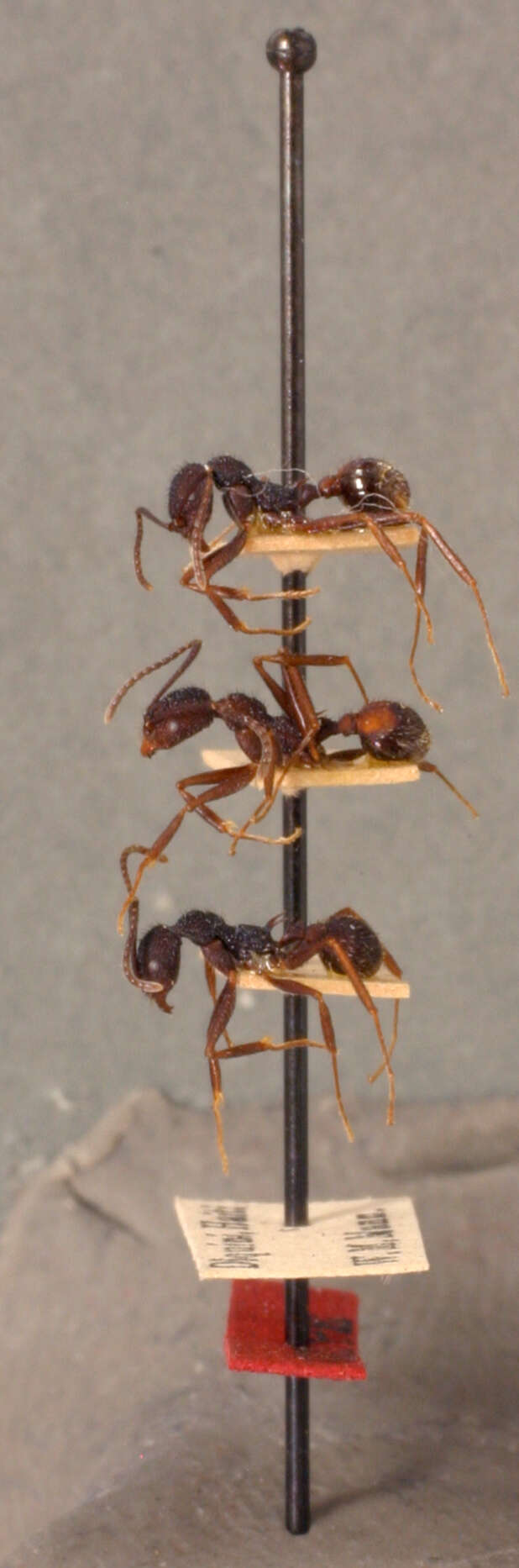 Image of Aphaenogaster relicta Wheeler & Mann 1914