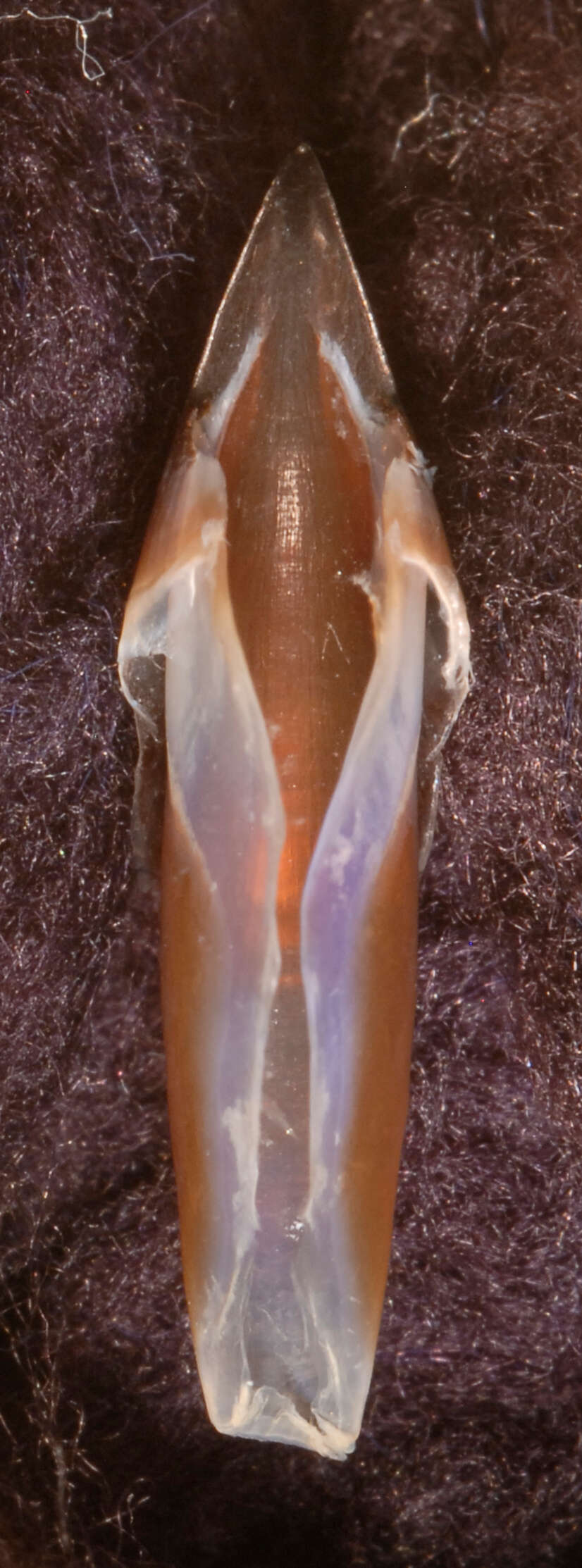 Image of Coffee bean scaled squid