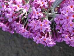 Image of butterfly-bush