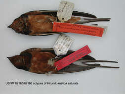 Image of Hirundo rustica saturata Ridgway 1883