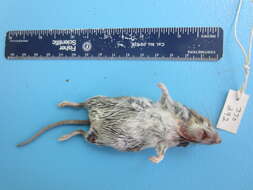 Image of White-footed Deermouse