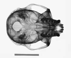 Image of Trachypithecus cristatus cristatus (Raffles 1821)