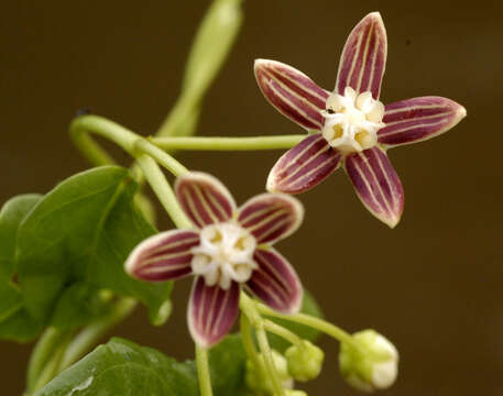 Image of Cynanchum blandum (Decne.) E. Sundell