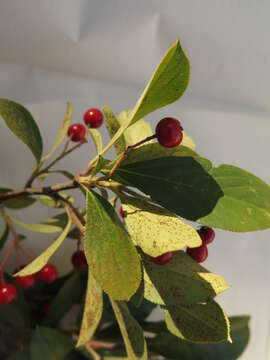 Image of Red Chokeberry