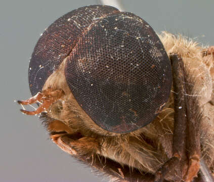 Image of Cydistomyia pilipennis Burger 1982