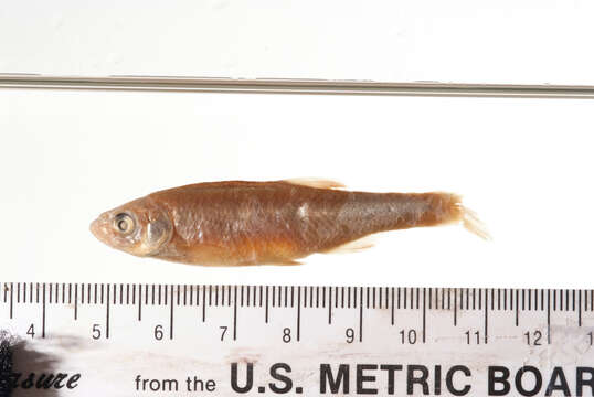 Image of Redfin Shiner