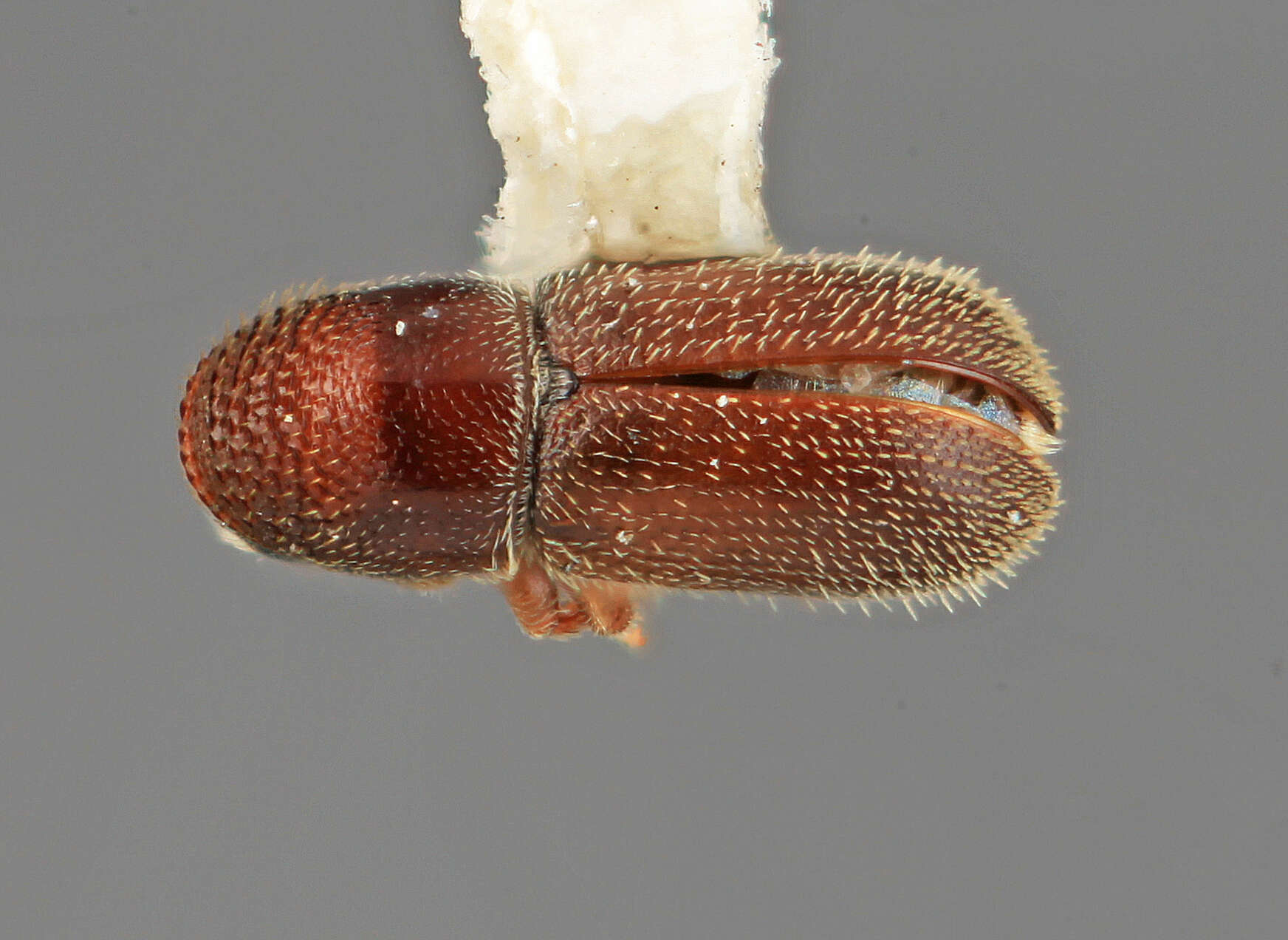 Image of Pseudopityophthorus virilis Wood 1971