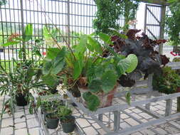 Image of lilypad begonia