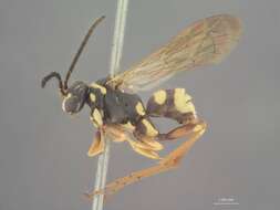 Image of Ceropales maculata fraterna Smith 1855