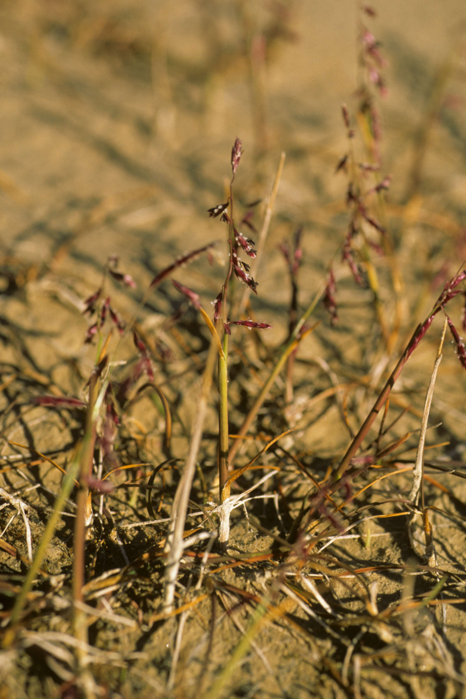 صورة Pleuropogon sabinei R. Br.