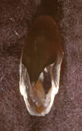 Image of Atlantic bird squid