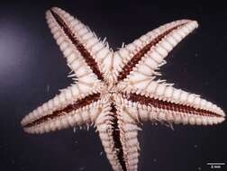 Image of Astropecten cingulatus Sladen 1883