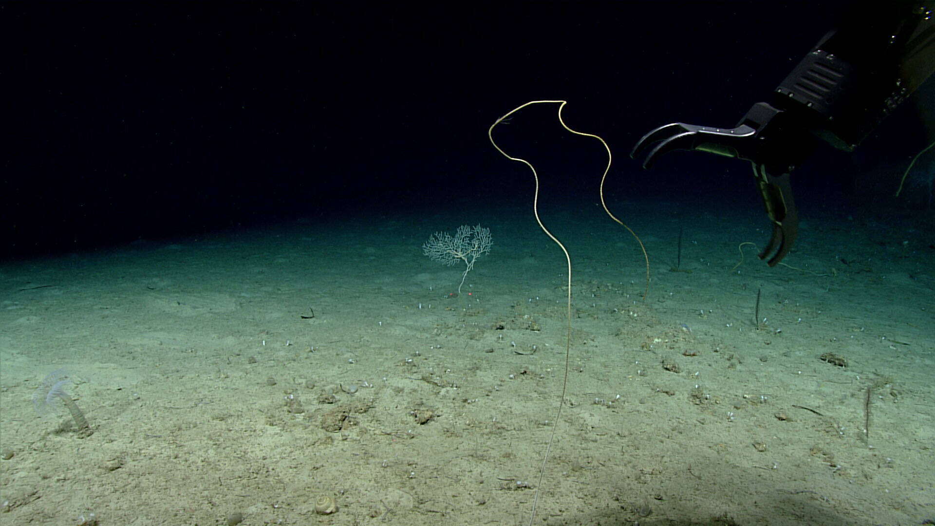 Image of long sea whip