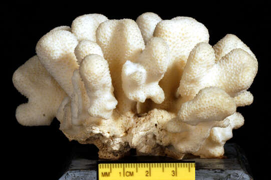 Image of Pocilloporidae Gray 1840