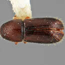 Image of Pityophthorus explicitus Wood 1975