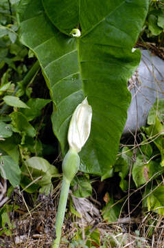 Image of arrowleaf elephant's ear