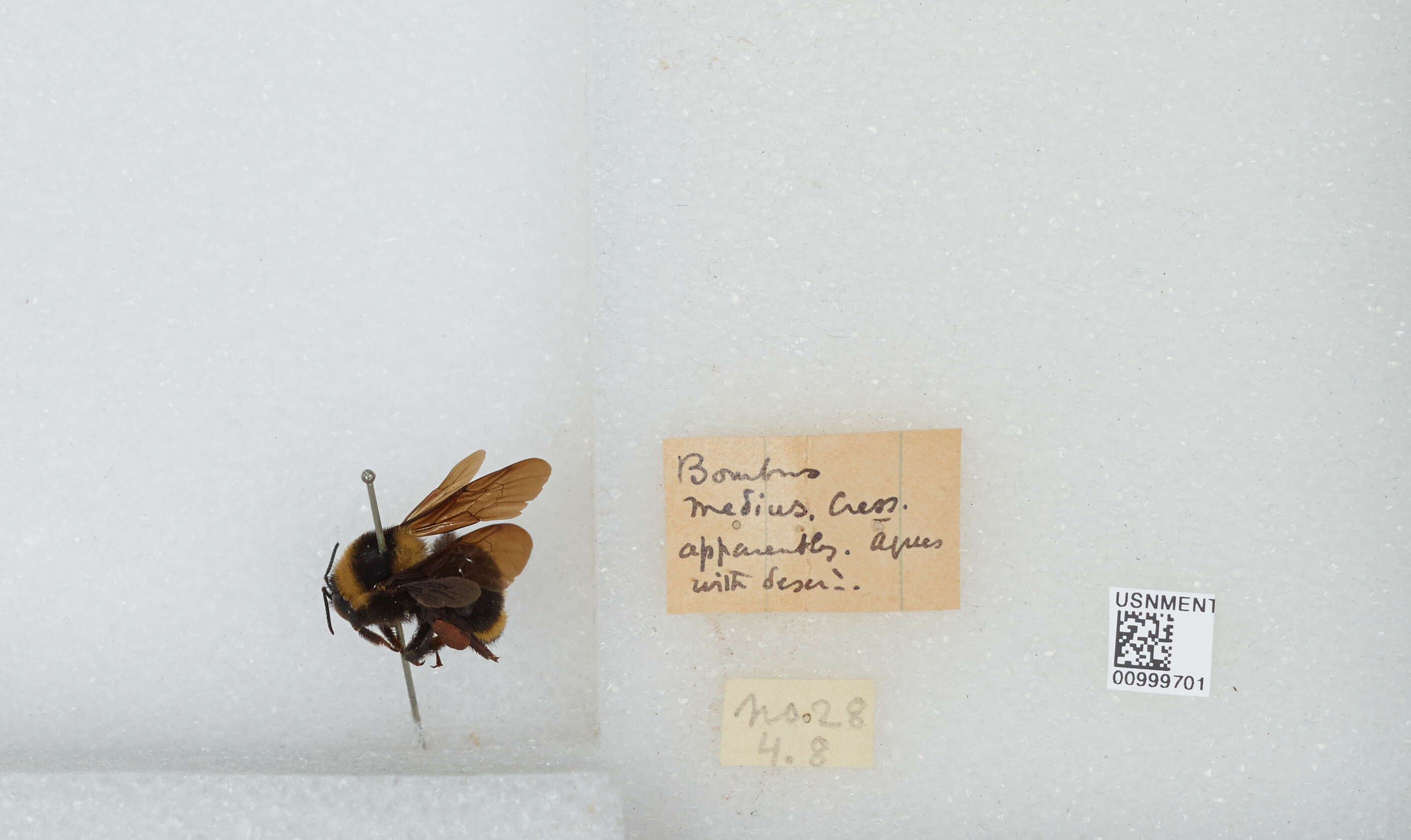 Image de Bombus medius Cresson 1864