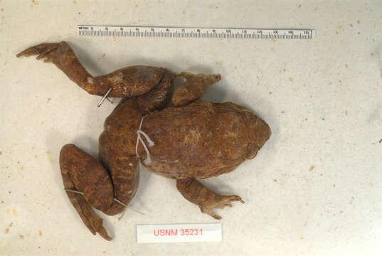 Image of Giant Philippine Frog