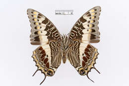 Image of Charaxes castor