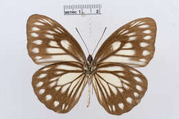 Image of Pareronia jobaea (Boisduval 1832)