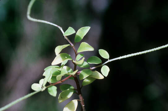 Image of Polynesian peperomia