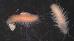 Image of Polynoidae