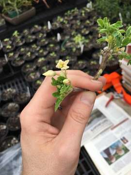 Image of Moringa Adans.