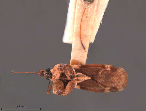 Image of Ypsotingis bakeri Drake 1958