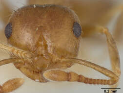 Crematogaster perthensis Crawley 1922 resmi