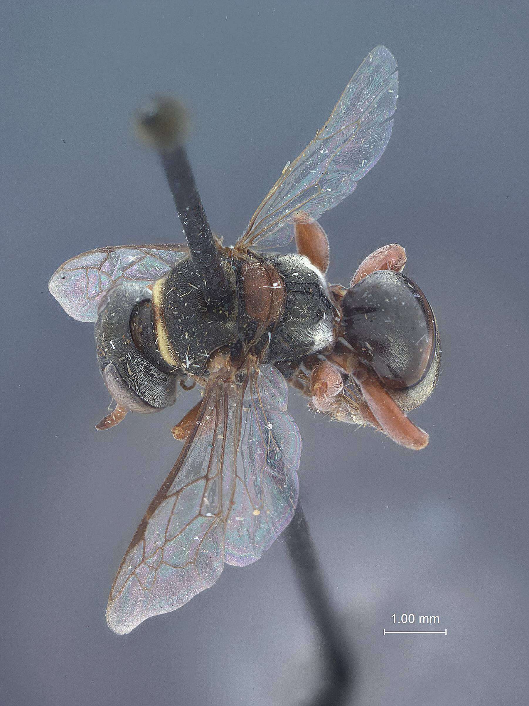 Image de Zoyphium Kohl 1893