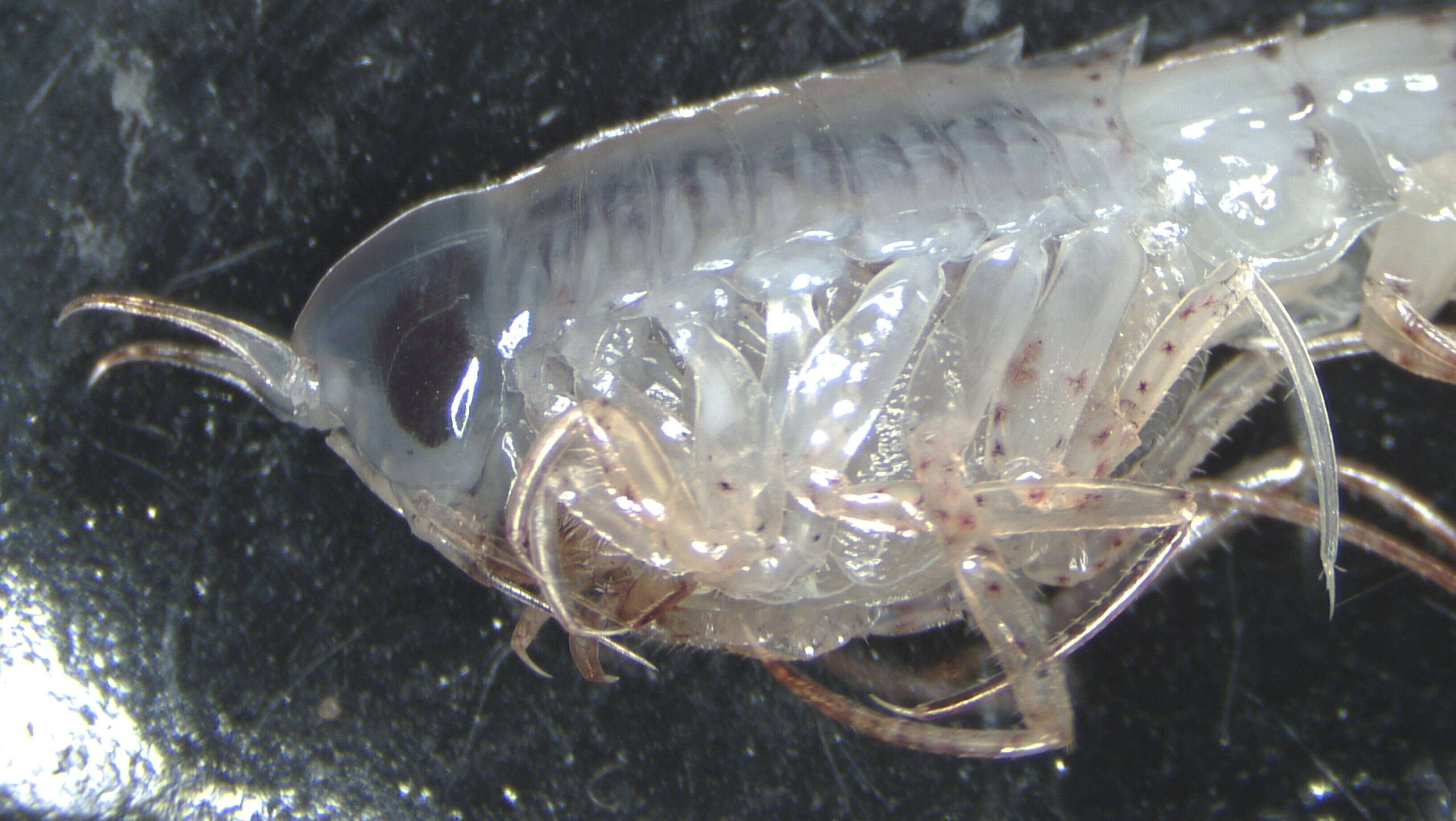 Image of Hyperiidae