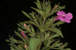 Image of Ruellia inundata Kunth