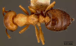 Image of Crematogaster rossi Buren 1968