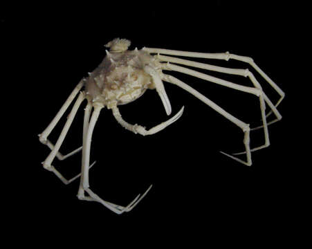 Image of needlenose pear crab
