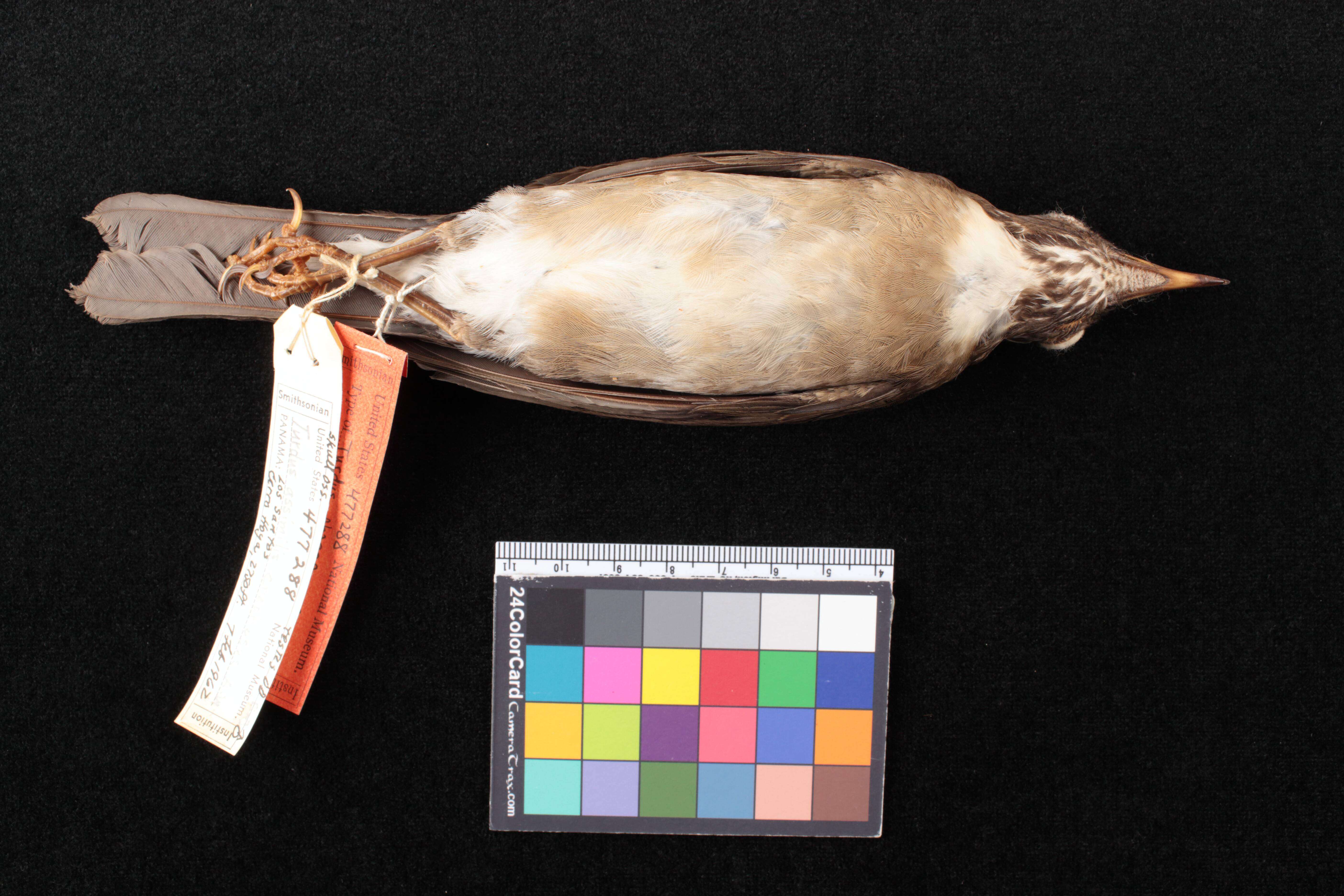 Sivun Turdus assimilis croizati Phillips & AR 1991 kuva