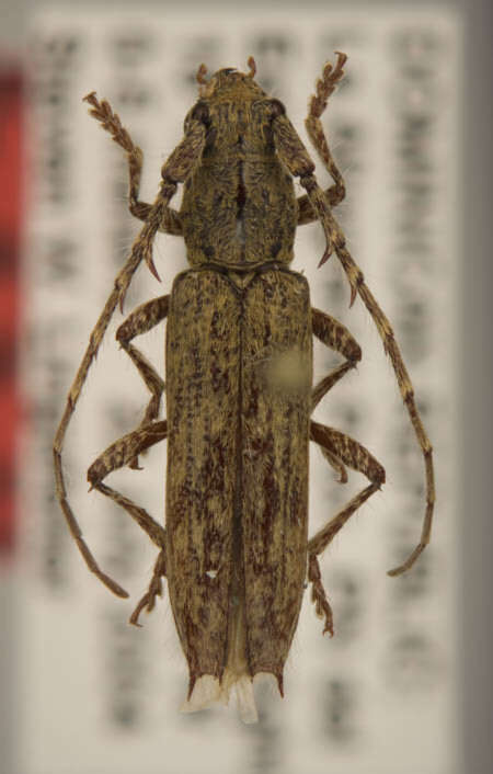 Image of Elaphidion auricoma Lingafelter 2008