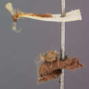 Image of Praon (Aphidius) polygonaphis Fitch