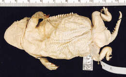 Image of Greater Short-horned Lizard