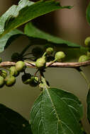 Image of Colubrina triflora Brongn.