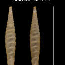 Image of <i>Brachypodella elongatula</i> Torre & Bartsch